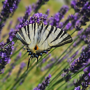 Segelfalter im Lavendel, Naturns Sonnenberg