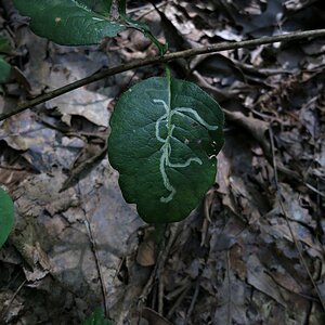 Blatt mit Zeichnung