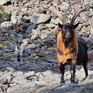 Ziegen am Naturnser Sonnenberg