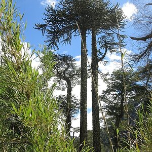 Araukarien und Bambus
