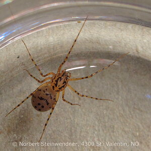 Speispinne