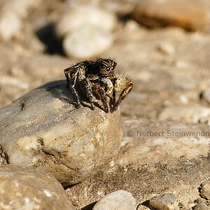 V-Fleck-Springspinne