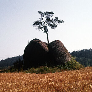 [Gesucht] Baum auf Stein?