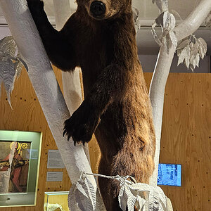 Bär M14, Naturmuseum Südtirol, Bozen