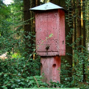 Rote Säule im Hausruckwald (5)