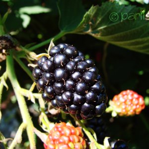 Black Berry