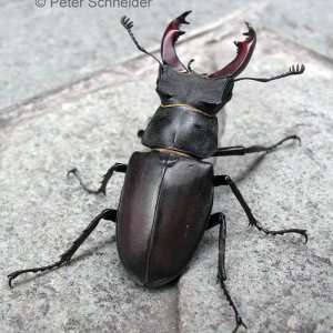 Hirschkäfer II