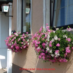 Medium 'Gasthaus' in der Kategorie 'Dorfporträt Leitzersdorf'