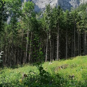 Seemauer beim Leopoldsteiner See