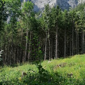 Seemauer beim Leopoldsteiner See