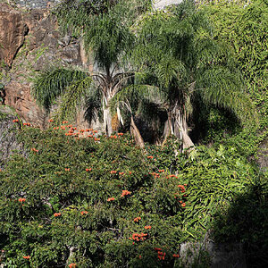 Afrikanischer Tulpenbaum Funchal