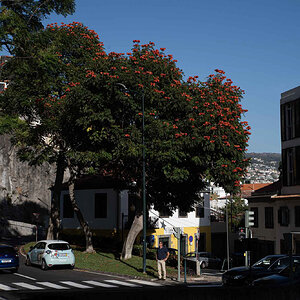 Afrikanischer Tulpenbaum Funchal II