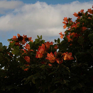 Afrikanischer Tulpenbaum