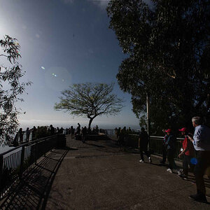 Madeira_Cabo Girao Baum