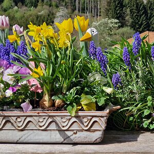 Frühling im Garten