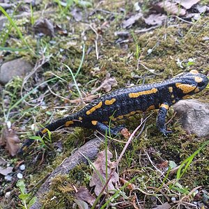 Feuersalamander