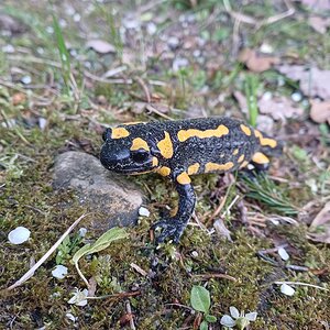 Feuersalamander