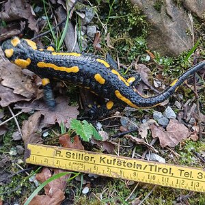 Feuersalamander