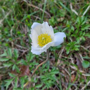 Alpen-Küchenschelle