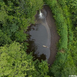 Baumwipfel und Tschett am Waal