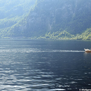 touristische Schwäne am Hallstätter See