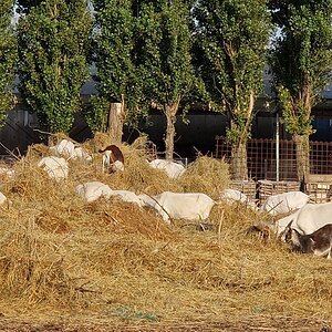 Ziegenherde in Traiskirchen
