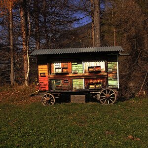Medium 'Bienen' in der Kategorie 'Statusfoto'