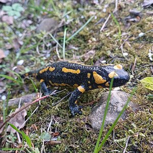 Feuersalamander