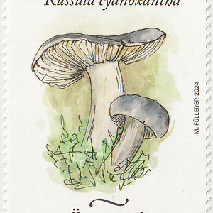 Briefmarke Frauen-Täubling, Österreich 2024