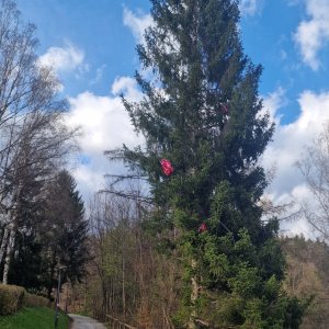 4 Luftballons im Baum