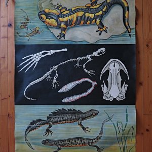 Salamander & Kammmolch