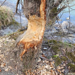Biberspuren an einem Baum am Inn bei Innsbruck