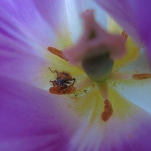 Medium 'Fleisige Biene' in der Kategorie 'Natur'