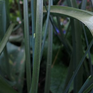 Frisch geschlüpft und hoch hinaus
