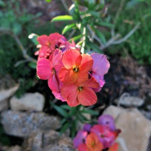 Goldlackblüte