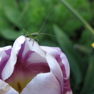 Medium 'Heuschreckchen auf einer Tulpenblüte' in der Kategorie 'Natur'