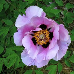 Rosa Päonienblüte