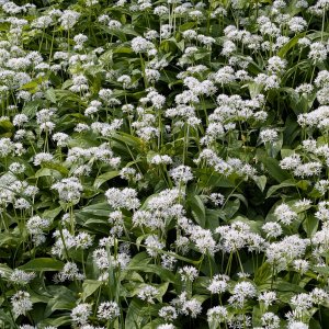 Bärlauchblüte