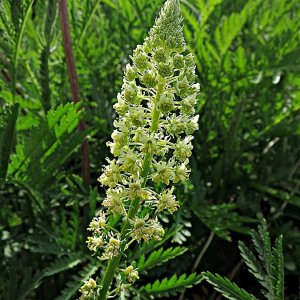 Eine Reseda-Art