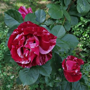 Eine Rose namens Leonardo da Vinci