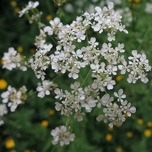 Wiesenkerbel
