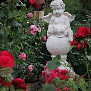 Impressionen aus unserem Rosengarten