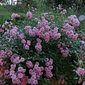 Impressionen aus unserem Rosengarten