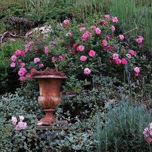 Impressionen aus unserem Rosengarten