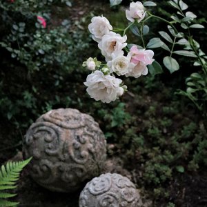 Impressionen aus unserem Rosengarten