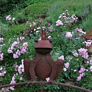Froschkönig im Rosengarten
