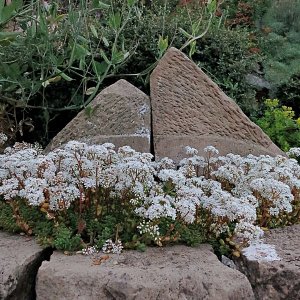 Fundstücke in unserem Rosengarten