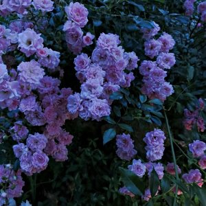 Abendstimmung in unserem Rosengarten