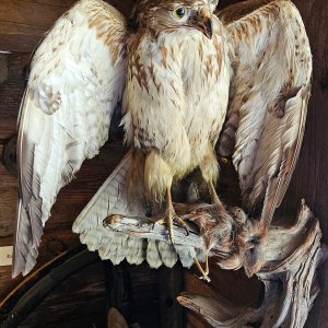 Mäusebussard