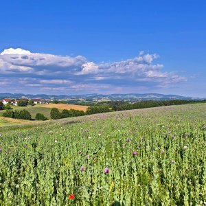 Mohnfeld